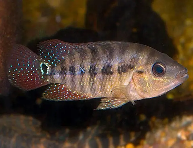 True Red Terror (Mesoheros festae) 2" - Cichlids/Predatory Fish