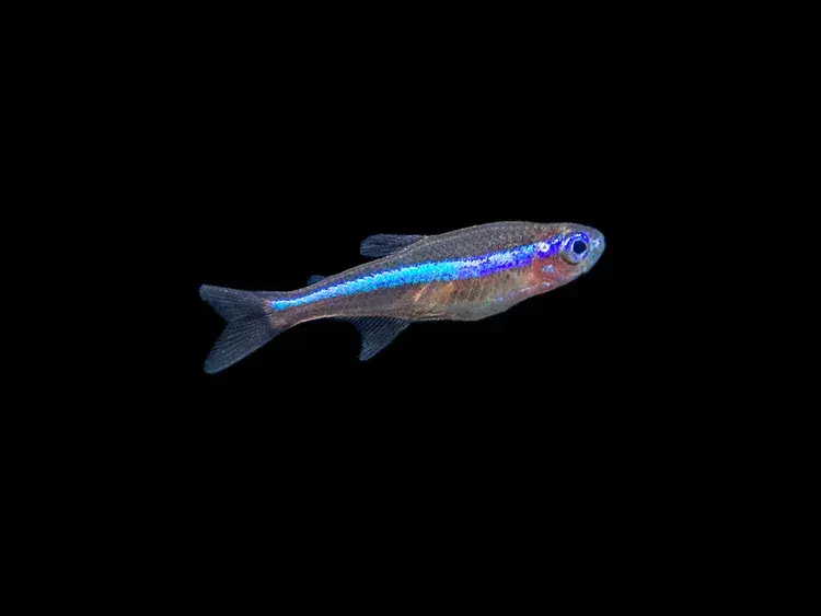 Green Neon Tetra (Paracheirodon simulans) - Freshwater Livestock