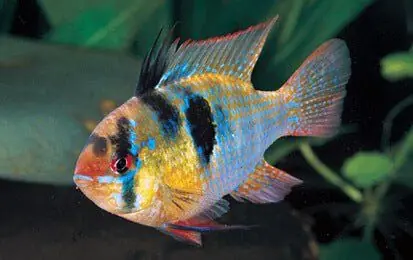 Dwarf Blue Ram Cichlid 1" - Cichlids/Predatory Fish