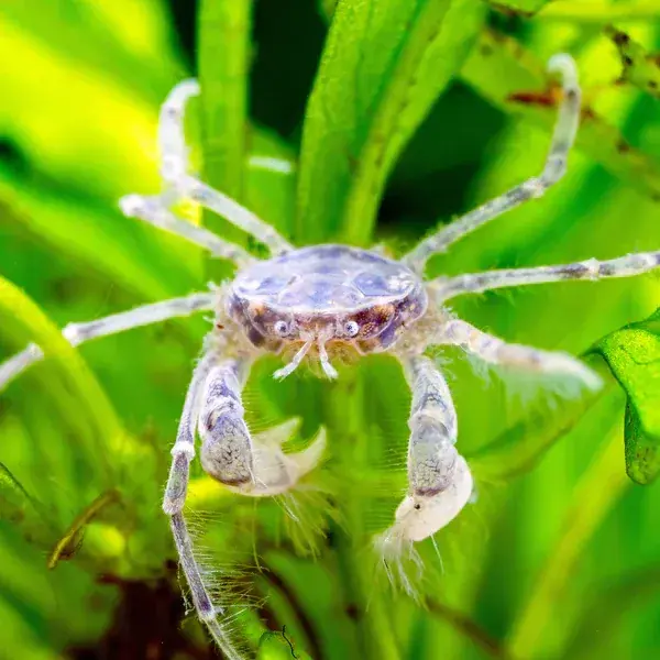 Thai Micro Spider Crab (Limnopilos naiyanetri) - Freshwater Livestock