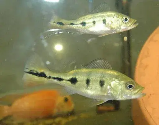 Monoculus Peacock Bass (Cichla cf. monoculus) 2.5" - Cichlids/Predatory Fish