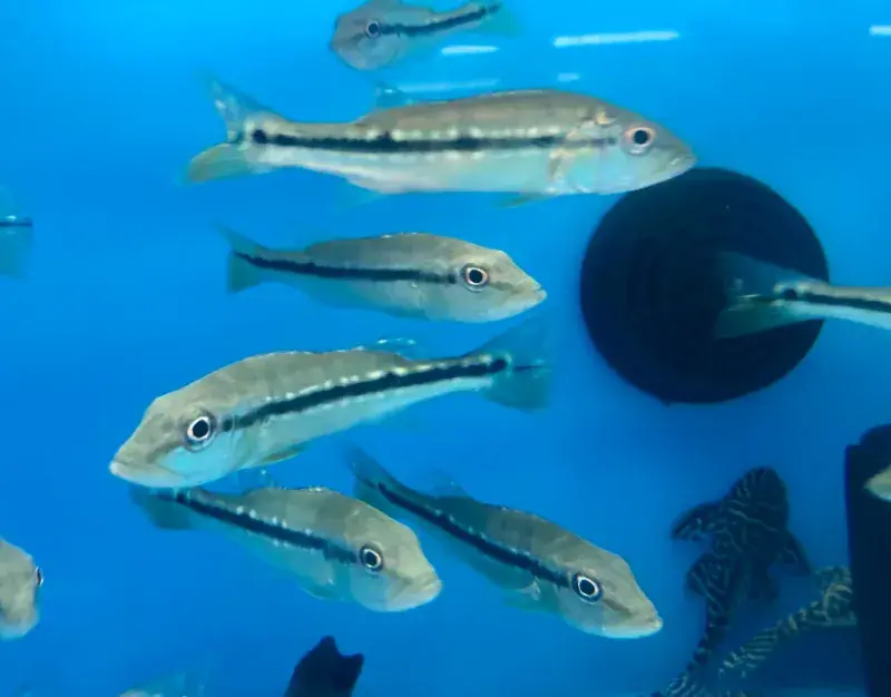 Pinima Peacock Bass (Cichla pinima) 2.5" + - Cichlids/Predatory Fish
