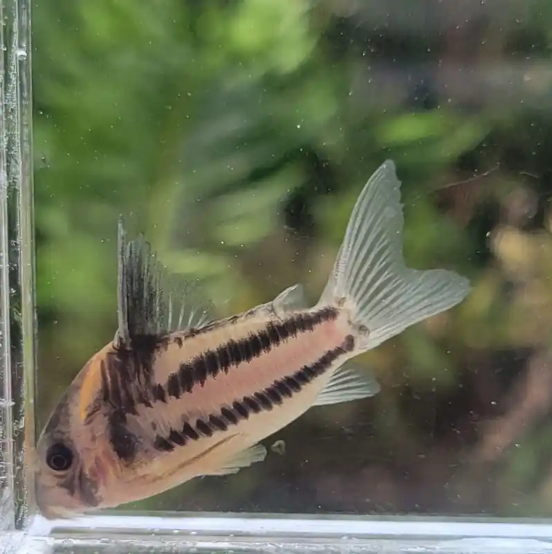 Super Two lines Cory- Corydoras ornatus
