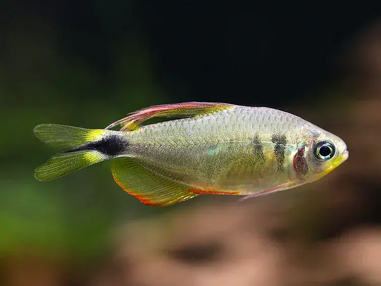 Raccoon Tetra (Hyphessobrycon procyon) - Freshwater Livestock