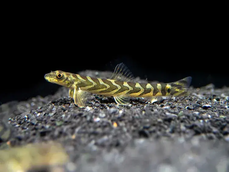 Zodiac AKA Batik Loach (Mesonoemacheilus triangularis) - Loaches