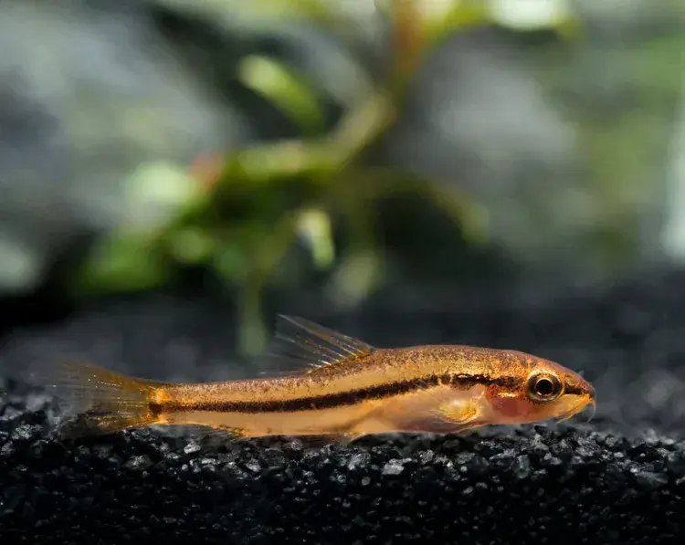 Rosy Loach (Petruichthys sp.) - Loaches