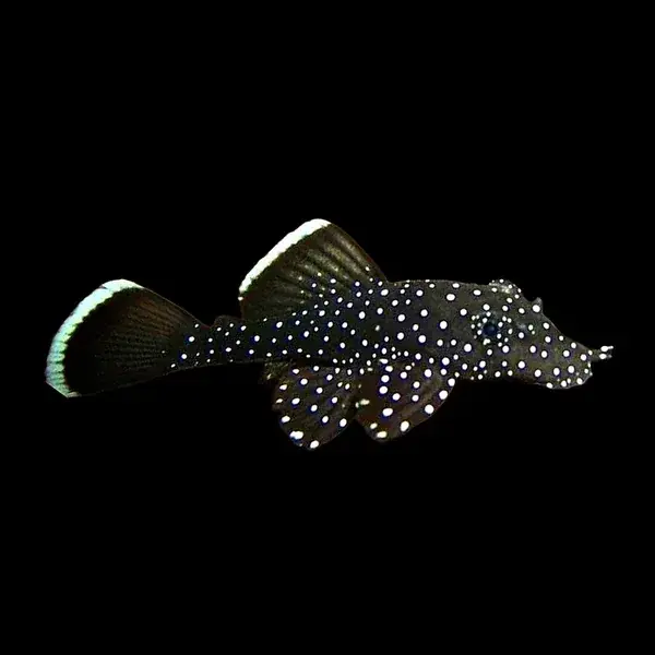 L031 Peppermint Pleco (Parancistrus nudiventris) 4"+ - Plecos