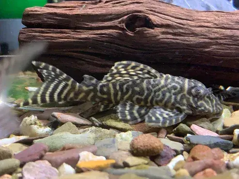 L333 King Tiger Pleco (Hypancistrus sp. L333) 3.5"+ - Plecos