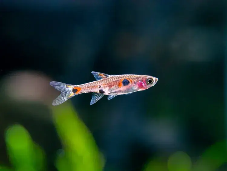 Spotted Rasbora (Boraras maculatus) - Freshwater Livestock