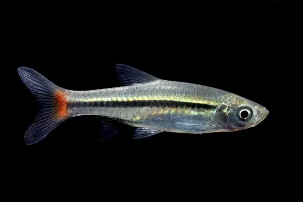 Red Tail Rasbora (RASBORA BORAPETENSIS) - Freshwater Livestock