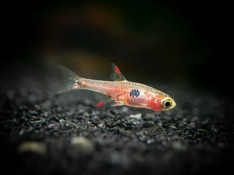 Strawberry Rasbora (Boraras naevus) - Freshwater Livestock