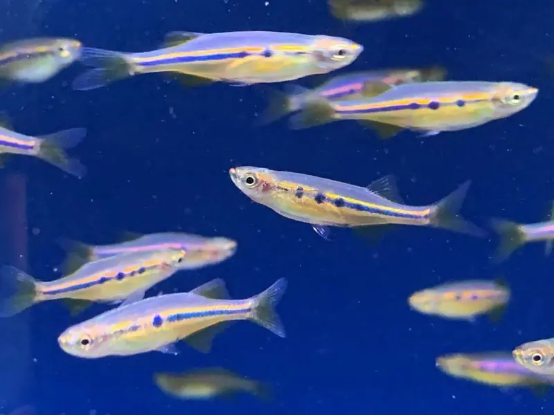 Orange Hatchet Danio "Dadio" (Neochela dadiburjori) 1" - Danios