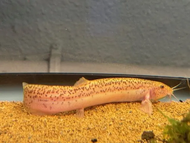 Golden Leopard Dojo Loach 4-6"