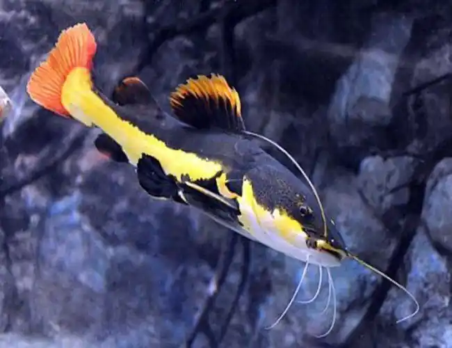 Redtail Catfish (Phractocephalus hemioliopterus) 2" - Store