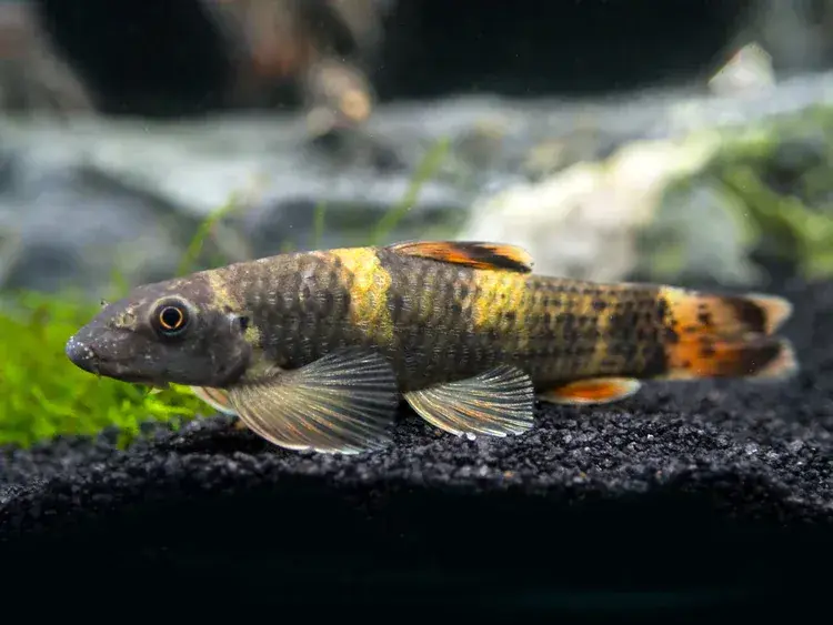 Panda Garra (Garra flavatra) - Algae Eaters
