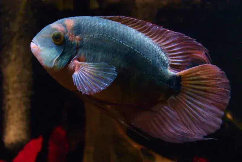 Chocolate Cichlid (Hypselecara temporalis) 2"+ - Cichlids/Predatory Fish
