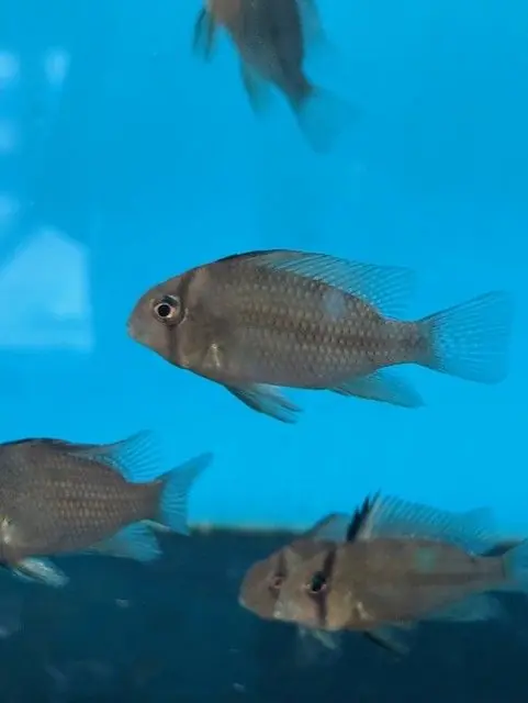 Blue Bandit Cichlid (Guianacara owroewefi) 2"+ Tank Bred - Cichlids/Predatory Fish
