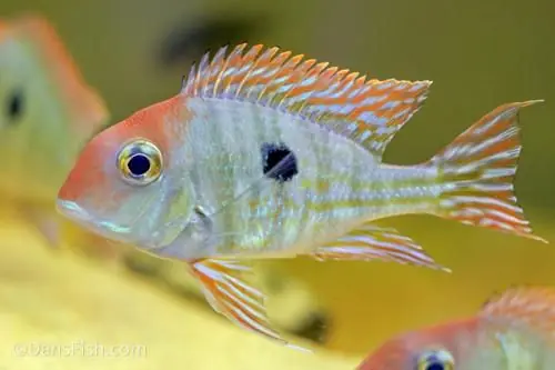 Red Head Tapajos Eartheater (Geophagus pyrocephalus) 2.5"+ - Cichlids/Predatory Fish
