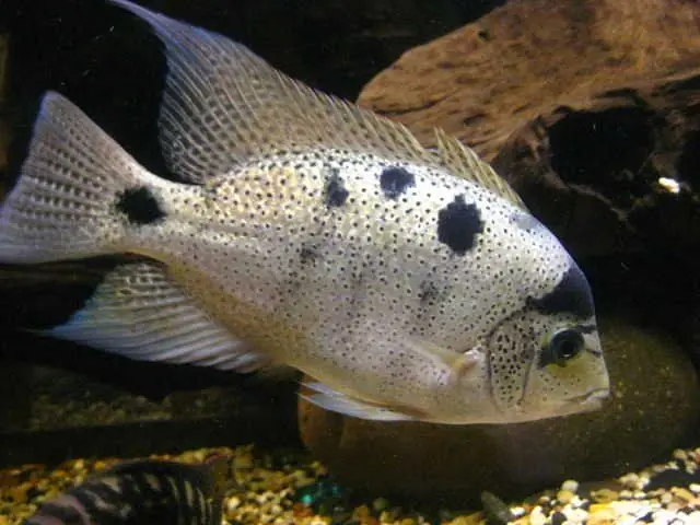 Silver Cichlid (Vieja argentea) 2"+ - Cichlids/Predatory Fish