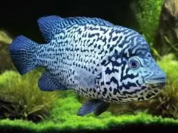 Cuban Cichlid (Nandopsis tetracanthus) 1.25" - Cichlids/Predatory Fish