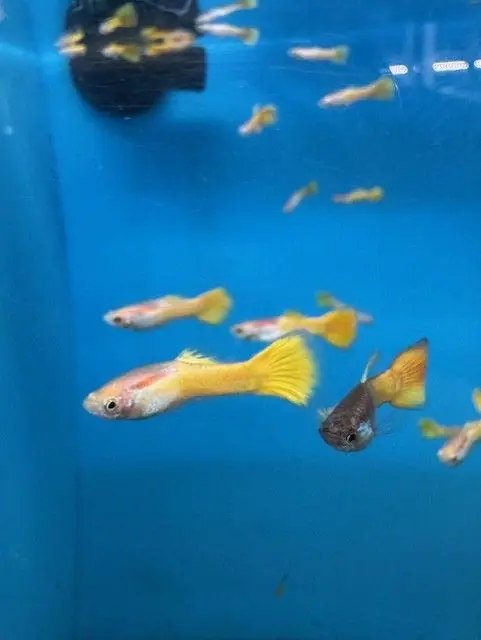 Golden Guppy - Freshwater Livestock