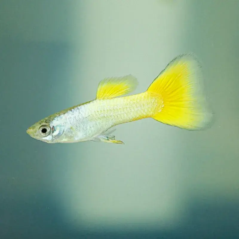 German Yellow Guppy - Freshwater Livestock