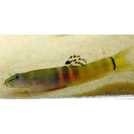 Sumo Loach (Schistura balteata) 2"-3"