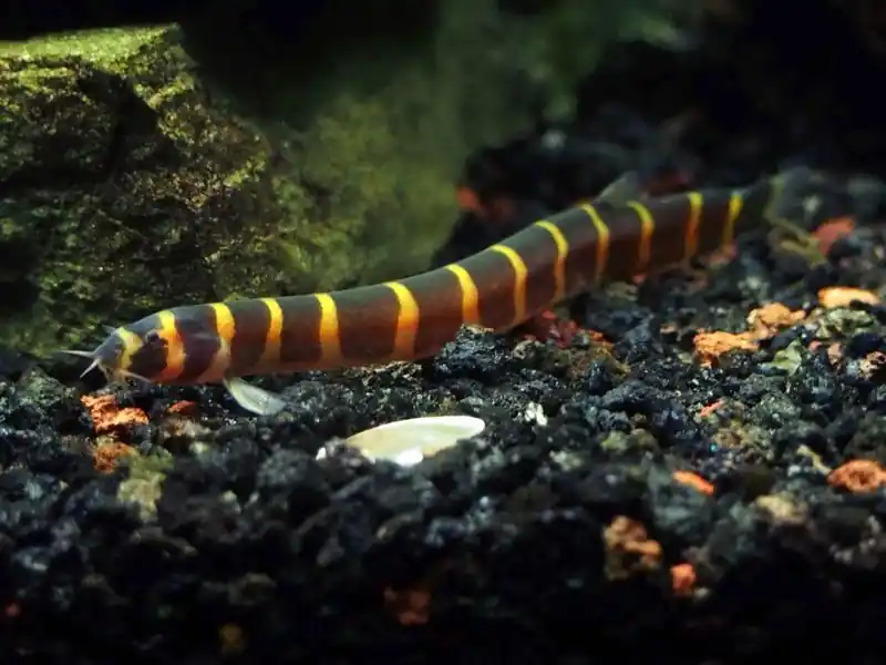 Kuhli Loach (Pangio Kuhlii/Semicincta) - Loaches