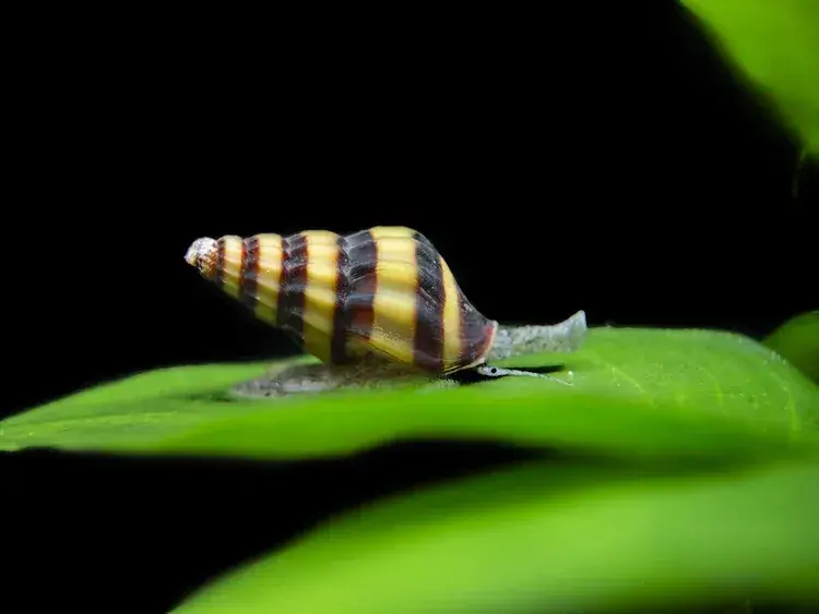 Assassin Snails (Clea helena) - Freshwater Livestock