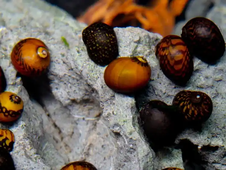 Batik Nerite Snail (Neritina variegata) - Freshwater Livestock
