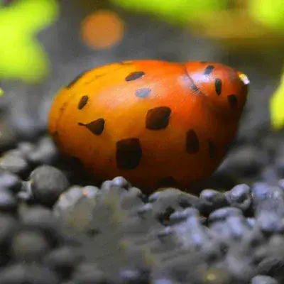 Red Onion Nerite Snail - Freshwater Livestock