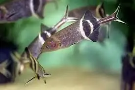 Elephant Nose Fish (Gnathonemus petersii) 3.5"-4.5"