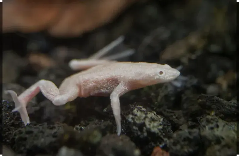 Albino African Dwarf Frog - Freshwater Livestock