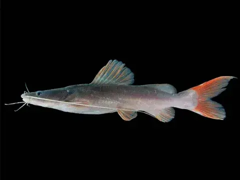 Asian Redtail Catfish (Hemibagrus wyckioides) 3"