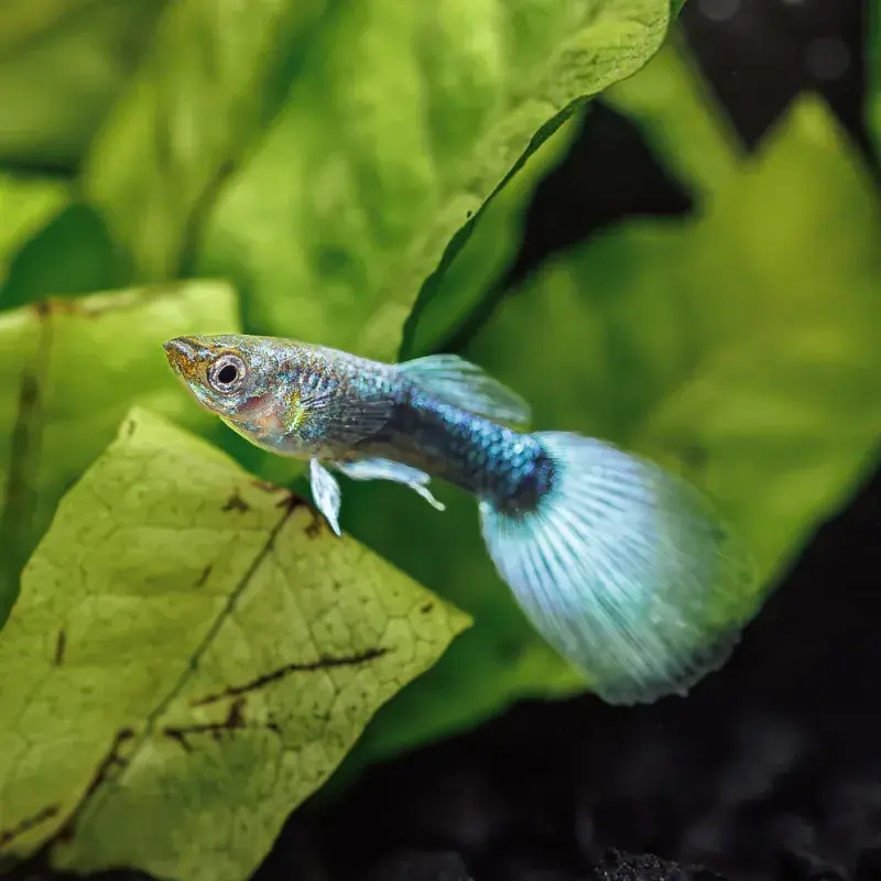 Neon Blue Guppy - Freshwater Livestock