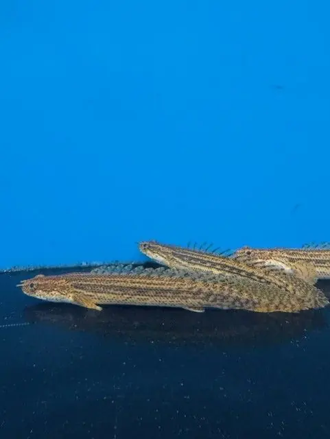 Lapradei Bichir 4"+