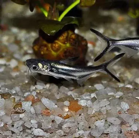 Black Ear Pangasius (Pangasius larnaudii) 3" - Catfish
