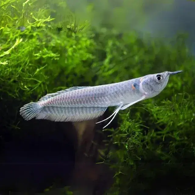 Silver Arowana 4.5"+ - Freshwater Livestock