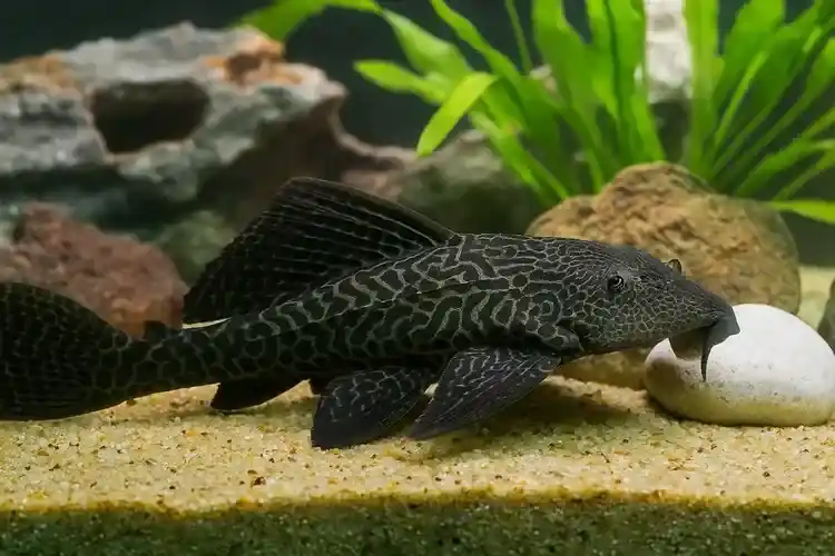 Plecostomus 3"