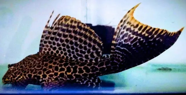 Asian Hifin Spotted Pleco - Plecos
