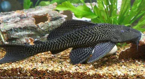 Plecostomus 4.5"