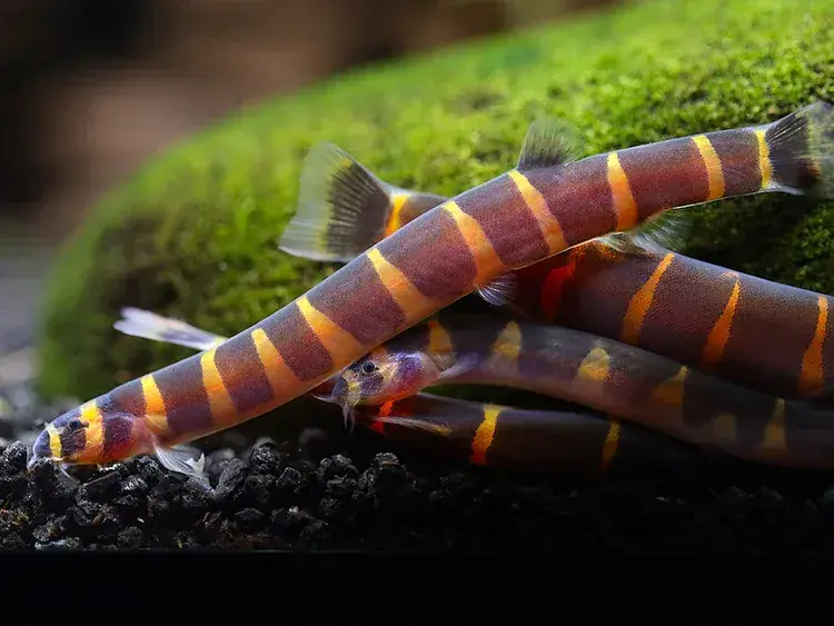 Giant Kuhli Loach (Pangio Myersi) - Loaches