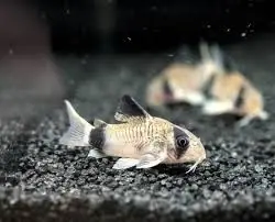 Panda Cory Catfish