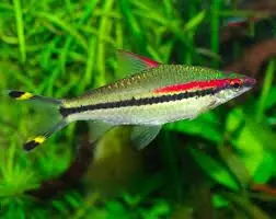 Roseline Shark - Freshwater Livestock