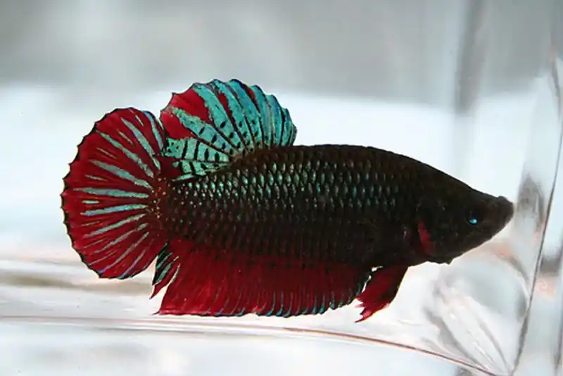 Assorted Short Tail Betta (Fighter) - Freshwater Livestock