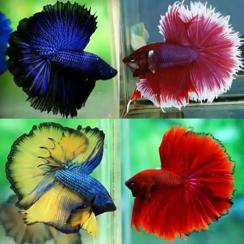 Assorted Halfmoon Betta - Freshwater Livestock