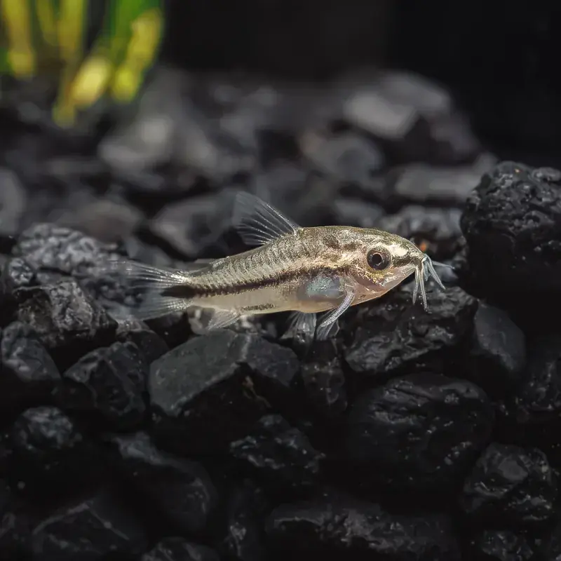 Pigmy Cory Catfish Tank Bred