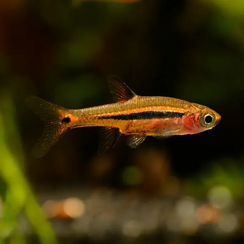 Exclamation Point Rasbora - Freshwater Livestock