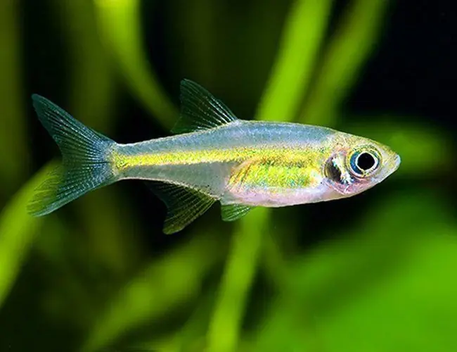 Neon Green Kubotai Rasbora - Freshwater Livestock