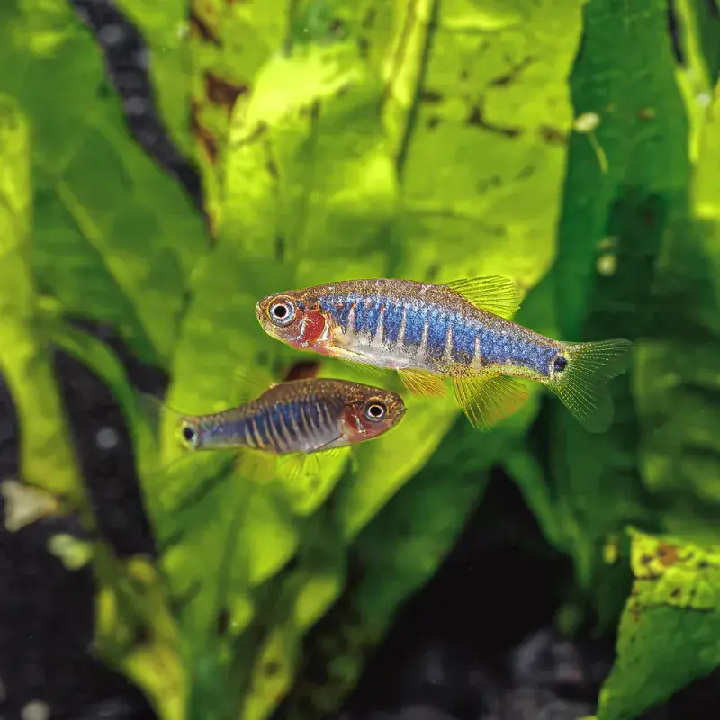 Emerald Dwarf Rasbora “Danio erythromicron” - Freshwater Livestock